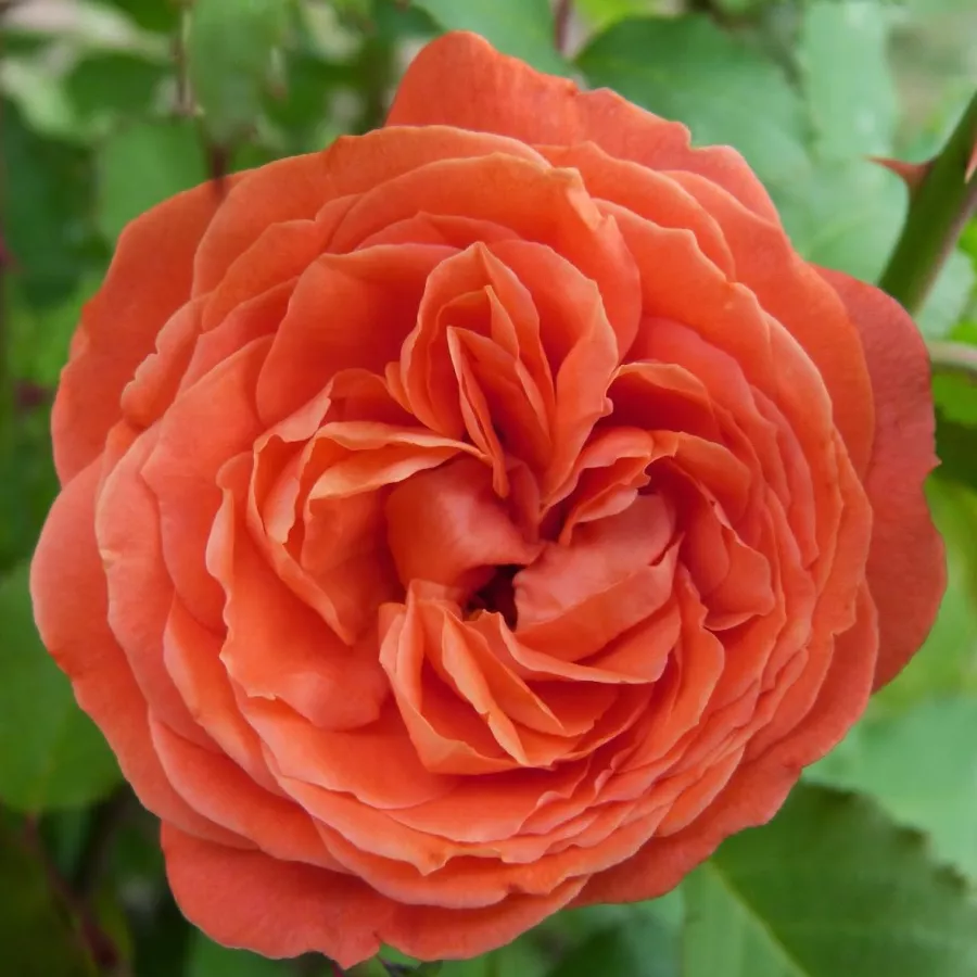 Oranžový - Ruža - Emilien Guillot™ - 