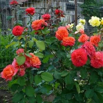 Pomarańczowy  - róża pienna - Róże pienne - z kwiatami róży angielskiej