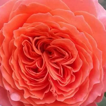 E-commerce, vendita, rose, in, vaso Rosa Emilien Guillot™ - rosa dal profumo discreto - Rose Romantiche - Rosa ad alberello - arancione - Dominique Massad0 - 0