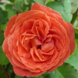Stromčekové ruže - oranžový - Rosa Emilien Guillot™ - mierna vôňa ruží - aróma grapefruitu