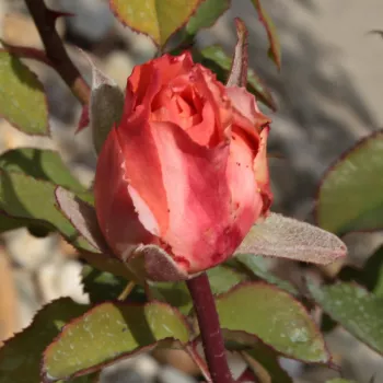 Rosa Emilien Guillot™ - oranžový - stromčekové ruže - Stromkové ruže s kvetmi anglických ruží