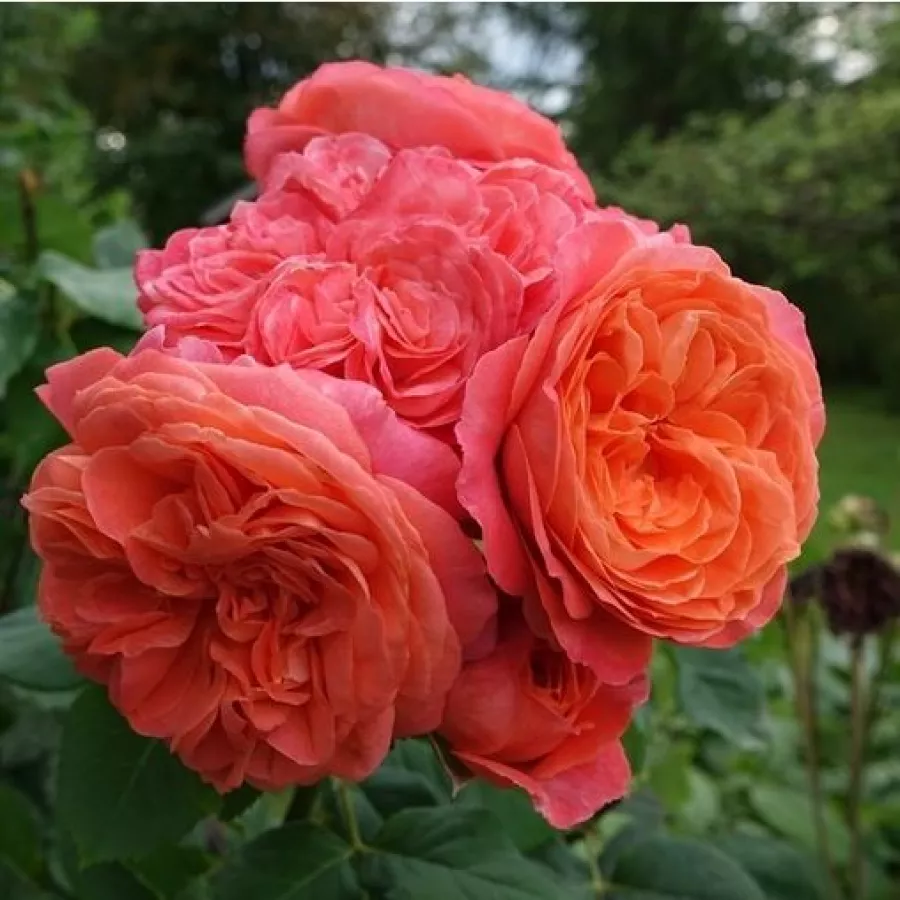 Trandafiri nostalgici - Trandafiri - Emilien Guillot™ - comanda trandafiri online