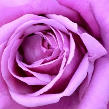 Online rózsa vásárlás - lila - teahibrid rózsa - Eminence - intenzív illatú rózsa - kajszibarack aromájú - (70-100 cm)
