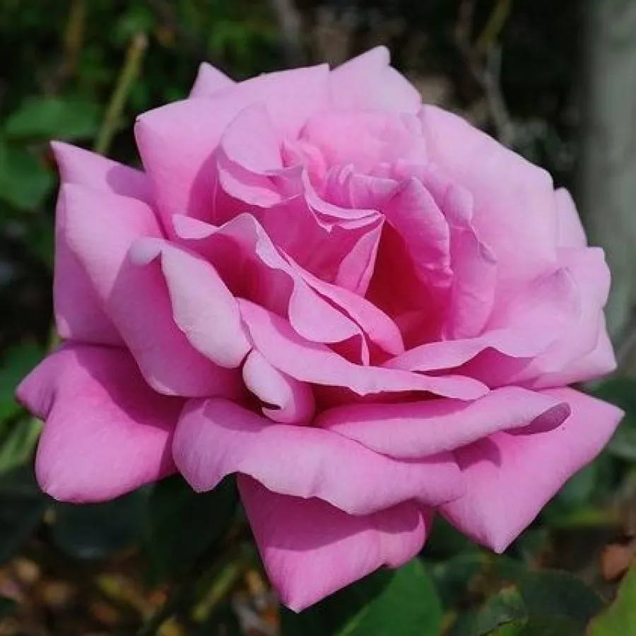 Ljubičasta - Ruža - Eminence - Narudžba ruža