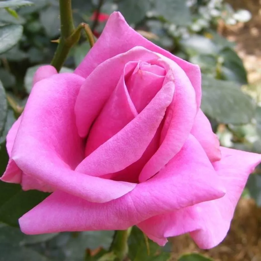 Fleurs hybrid de thé - rosier à haute tige - Rosier - Eminence - 