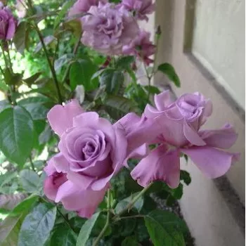 Morado con tonos rosa - árbol de rosas híbrido de té – rosal de pie alto - rosa de fragancia intensa - albaricoque