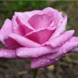 Rosa ad alberello - porpora - Rosa Eminence - rosa intensamente profumata