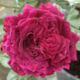 Lila - történelmi - perpetual hibrid rózsa - Online rózsa vásárlás - Rosa Empereur du Maroc - intenzív illatú rózsa - alma aromájú