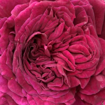 Rózsa kertészet - lila - történelmi - perpetual hibrid rózsa - Empereur du Maroc - intenzív illatú rózsa - alma aromájú - (90-215 cm)