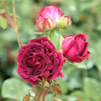 Rosa Empereur du Maroc - púrpura - Árbol de Rosas Inglesa - rosal de pie alto- forma de corona tupida
