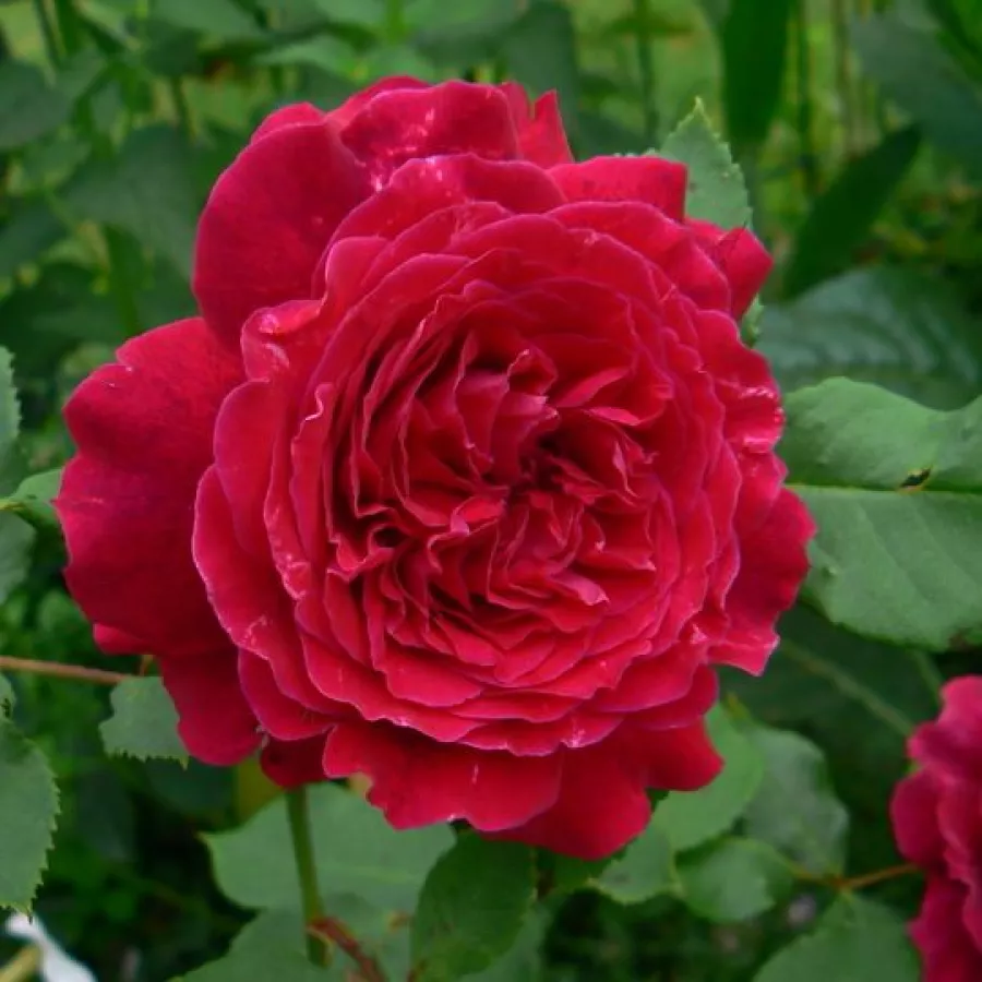 Ruža perpetual hybrid - Ruža - Empereur du Maroc - ruže eshop