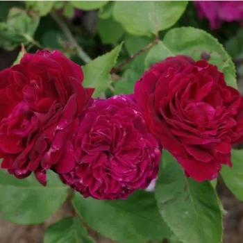 Bíborszínű - történelmi - perpetual hibrid rózsa - intenzív illatú rózsa - alma aromájú