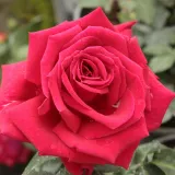 Vörös - teahibrid rózsa - Online rózsa vásárlás - Rosa Ena Harkness™ - intenzív illatú rózsa - citrom aromájú