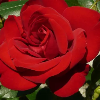 Rózsa kertészet - vörös - teahibrid rózsa - Ena Harkness™ - intenzív illatú rózsa - citrom aromájú - (60-75 cm)
