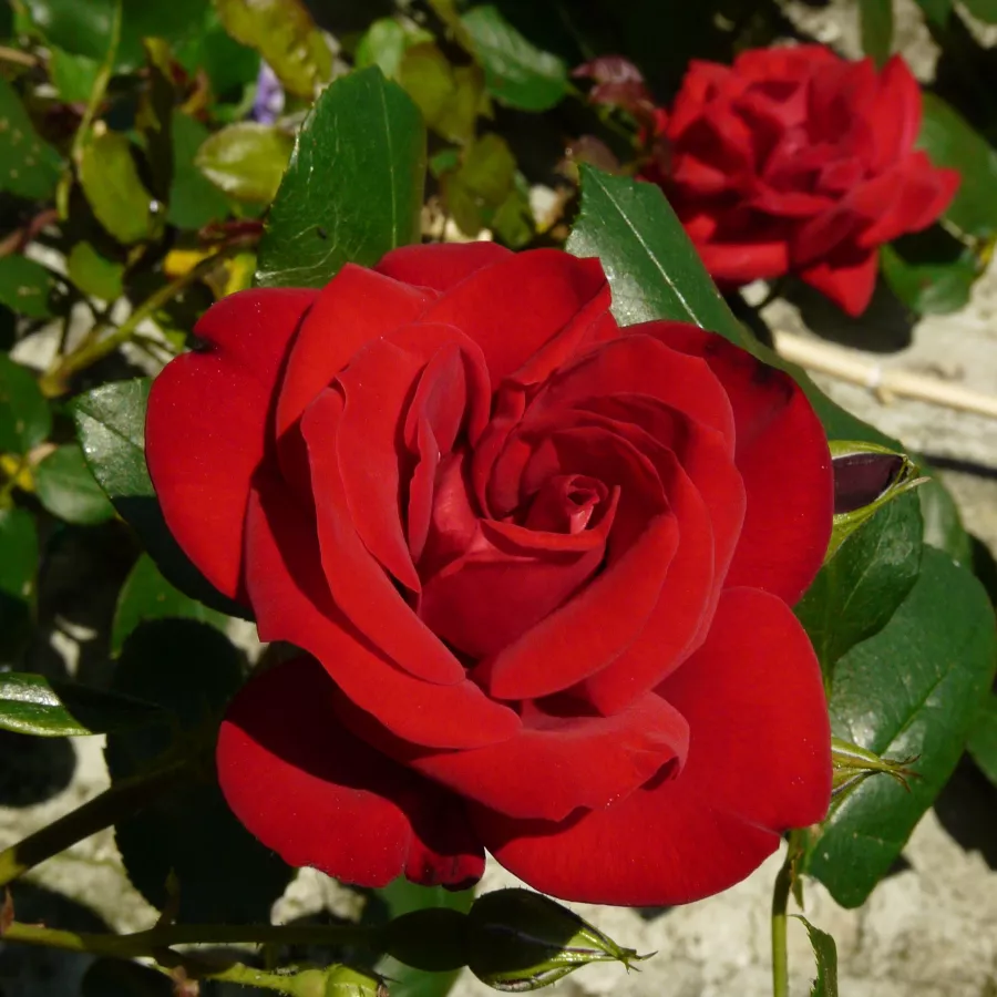 Vörös - Rózsa - Ena Harkness™ - Online rózsa rendelés