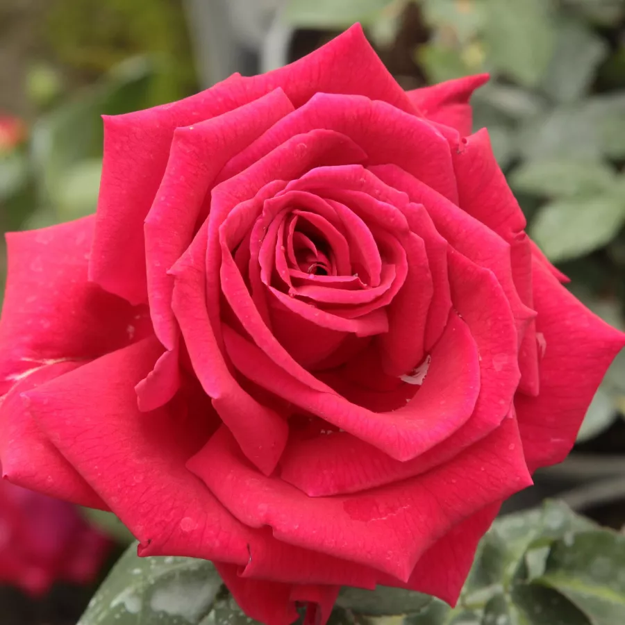 Czerwony - Róża - Ena Harkness™ - 