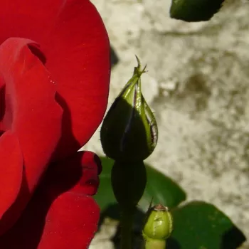Rosa Ena Harkness™ - vörös - magastörzsű rózsa - teahibrid virágú