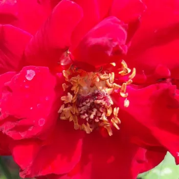 Rojo carmesí - árbol de rosas híbrido de té – rosal de pie alto - rosa de fragancia intensa - limón