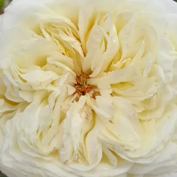 Online rózsa vásárlás - fehér - teahibrid rózsa - Erény - diszkrét illatú rózsa - ibolya aromájú - (90-100 cm)