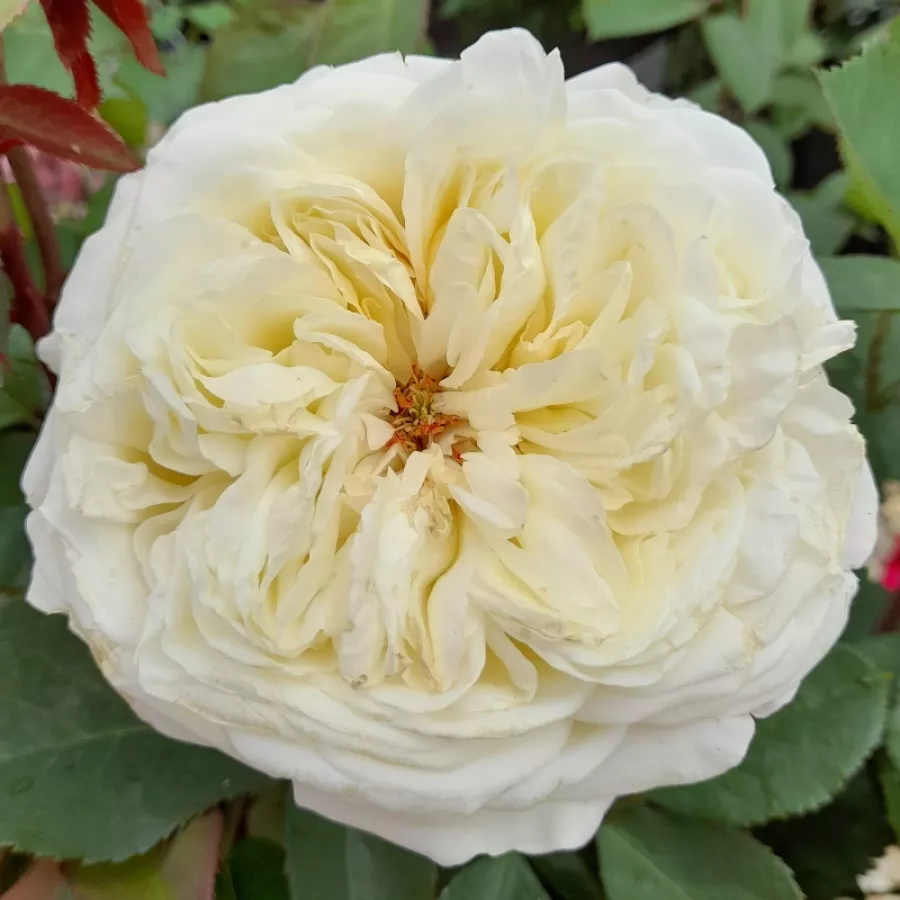 Róża wielkokwiatowa - Hybrid Tea - Róża - Erény - Szkółka Róż Rozaria