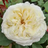 Vrtnica čajevka - bela - Diskreten vonj vrtnice - Rosa Erény - Na spletni nakup vrtnice