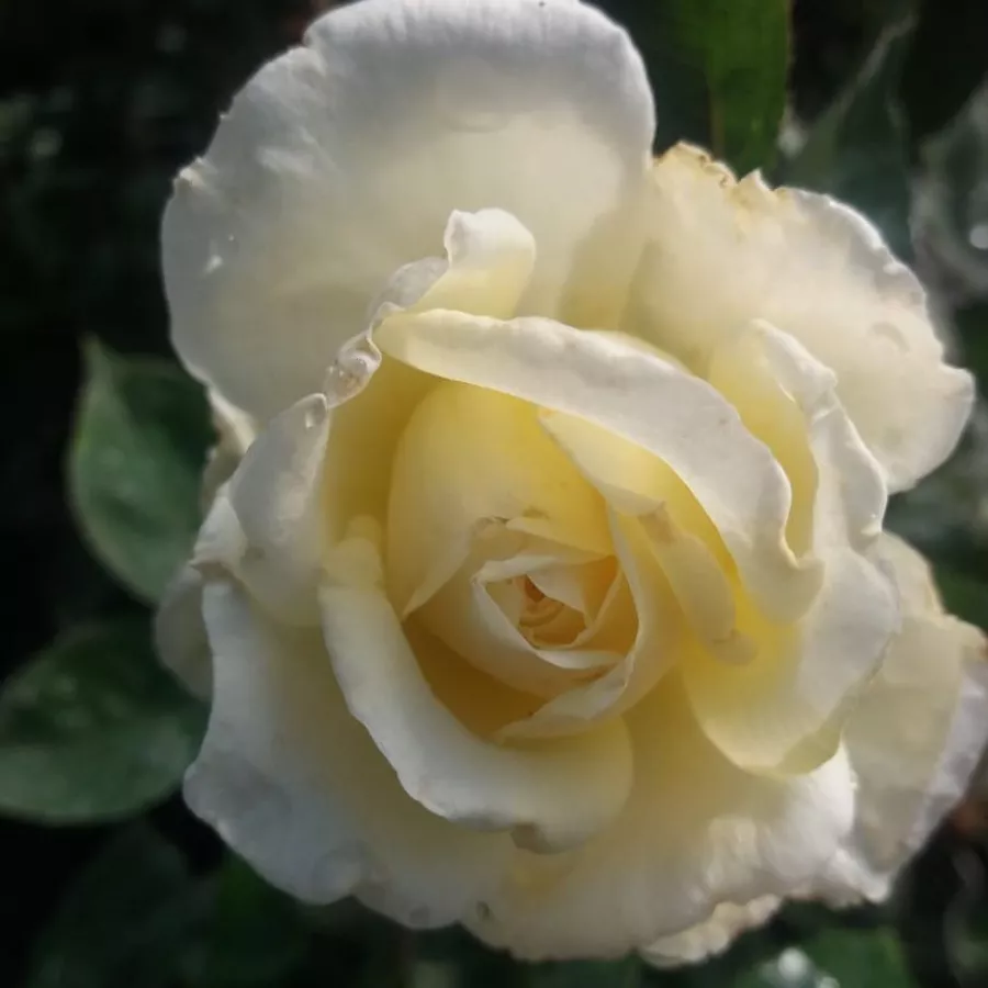 Biały - Róża - Erény - Szkółka Róż Rozaria