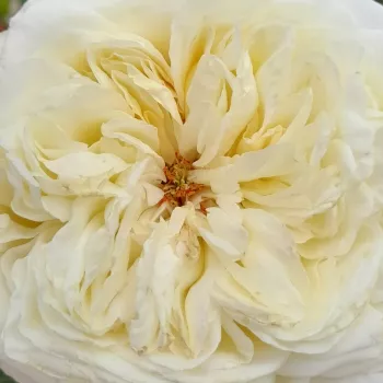 Online rózsa vásárlás - teahibrid rózsa - fehér - diszkrét illatú rózsa - ibolya aromájú - Erény - (90-100 cm)
