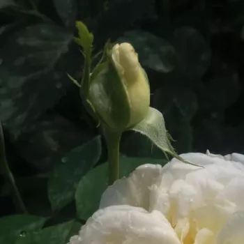 Rosa Erény - alb - trandafiri pomisor - Trandafir copac cu trunchi înalt – cu flori tip trandafiri englezești