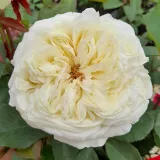 Stromčekové ruže - biely - Rosa Erény - mierna vôňa ruží - fialová aróma