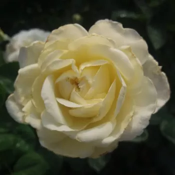 Alb, galben lămîie pal - Trandafiri hibrizi Tea   (90-100 cm)