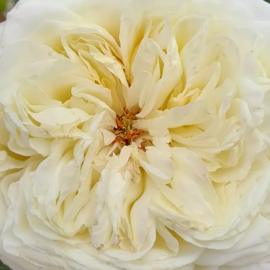 Rozettás - Rózsa - Erény - online rózsa vásárlás