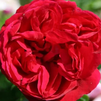 Rózsák webáruháza. - vörös - climber, futó rózsa - Eric Tabarly® - intenzív illatú rózsa - alma aromájú - (200-400 cm)