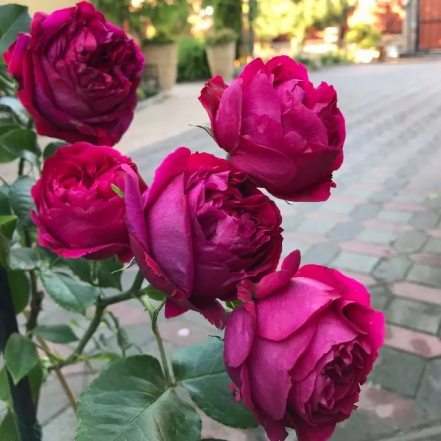 Rdeča - Roza - Eric Tabarly® - Na spletni nakup vrtnice