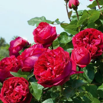 Vörös - climber, futó rózsa - intenzív illatú rózsa - alma aromájú