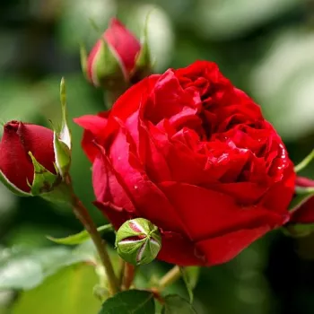Rosa Eric Tabarly® - roșu - trandafiri pomisor - Trandafir copac cu trunchi înalt – cu flori tip trandafiri englezești