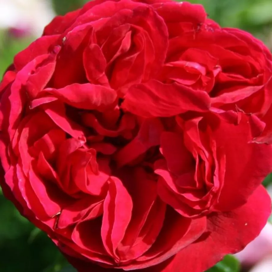 Bukietowy - Róża - Eric Tabarly® - 