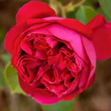 Stromčekové ruže - červený - Rosa Eric Tabarly® - intenzívna vôňa ruží - aróma jabĺk