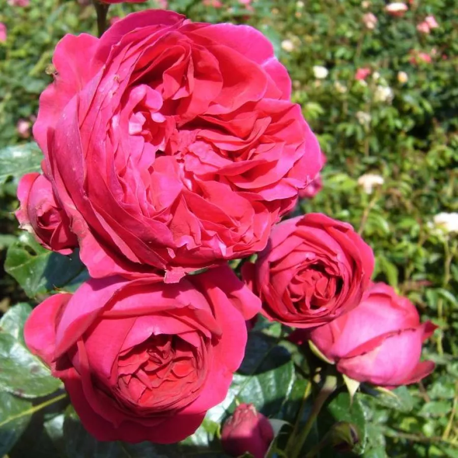 Trandafiri climber - Trandafiri - Eric Tabarly® - comanda trandafiri online