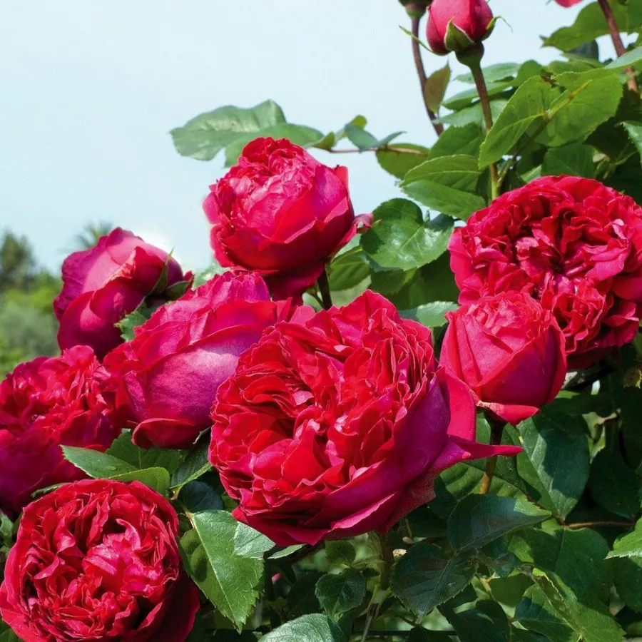 Plină, densă - Trandafiri - Eric Tabarly® - comanda trandafiri online