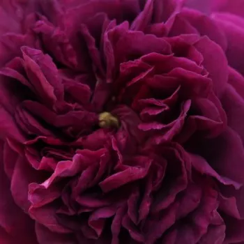 Online rózsa vásárlás - lila - történelmi - régi kerti rózsa - Erinnerung an Brod - diszkrét illatú rózsa - édes aromájú - (150-250 cm)