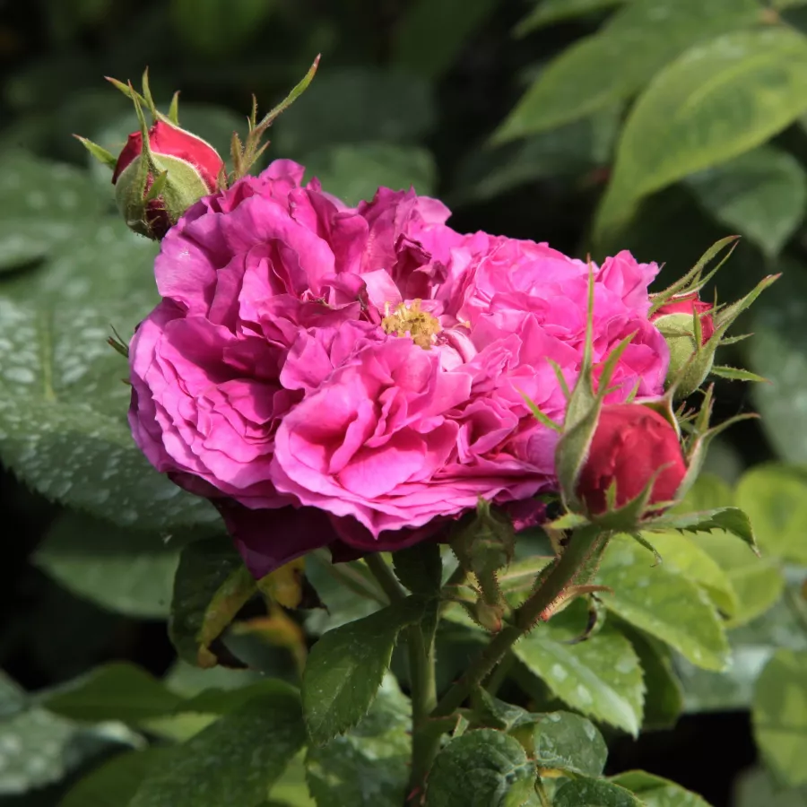 Diszkrét illatú rózsa - Rózsa - Erinnerung an Brod - Online rózsa rendelés