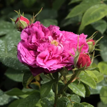 Rosa Erinnerung an Brod - fioletowy - róża pienna - Róże pienne - z kwiatami róży angielskiej
