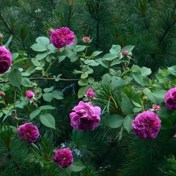 Malwowo-fioletowy - róża pienna - Róże pienne - z kwiatami róży angielskiej