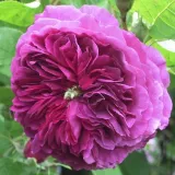 Vijolična - Stara vrtna vrtnica - Diskreten vonj vrtnice - Rosa Erinnerung an Brod - vrtnice - proizvodnja in spletna prodaja sadik