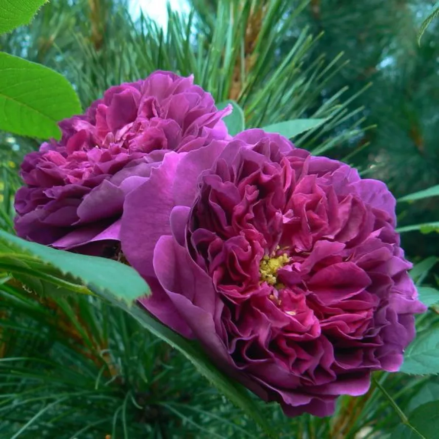 Starých ruži - Ruža - Erinnerung an Brod - ruže eshop