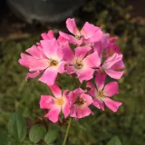 Rózsaszín - törpe - mini rózsa - Online rózsa vásárlás - Rosa Ernye - nem illatos rózsa