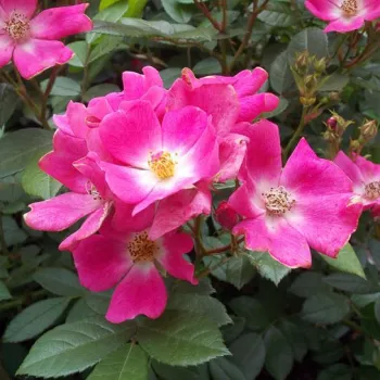 Online rózsa webáruház - törpe - mini rózsa - rózsaszín - nem illatos rózsa - Ernye - (50-60 cm)
