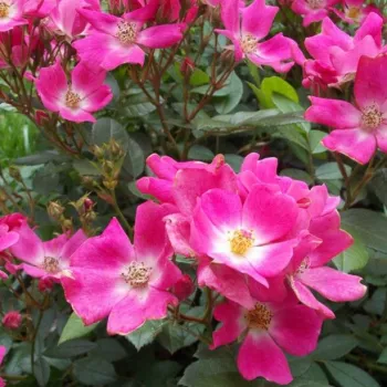 Rosa Ernye - rosa - árbol de rosas miniatura - rosal de pie alto