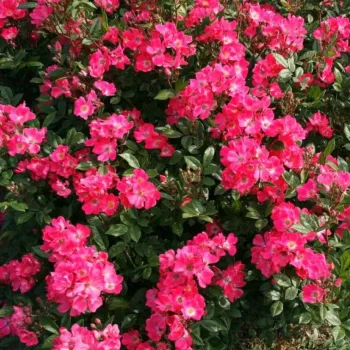 Rosa vibrante - rosales miniaturas   (50-60 cm)