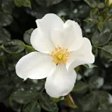 Fehér - talajtakaró rózsa - Online rózsa vásárlás - Rosa Escimo® - nem illatos rózsa